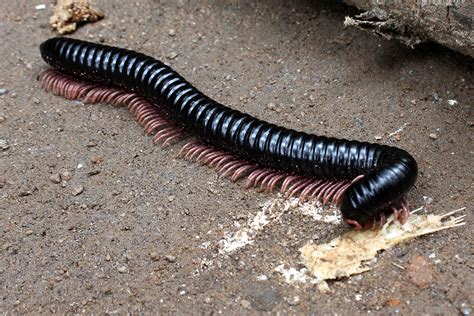  Dennervorm! Een kijkje in de wereld van een duizendpoot met een bijzondere naam