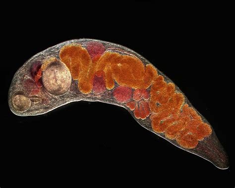  Yorkshire Trematode! Een Kleine Parasiet Met Een Groote Invloed Op Zijn Gastheer