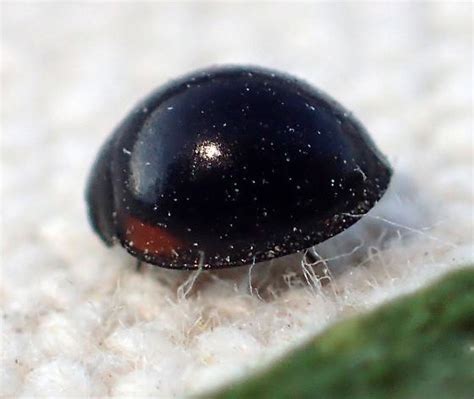  Coccinellid! Een Kleine Rode Held Met Zwarte Stippen Die Schijnbare Plantenvijanden Verjaagt