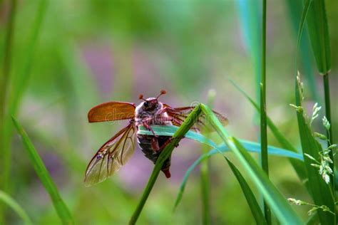  Cockchafer! Deze kleurrijke krachtpatser vliegt met een geluid alsof hij zijn eigen trompet blaast!