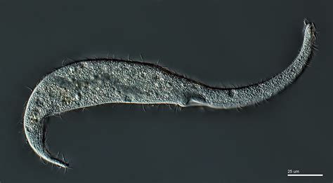  Dileptus! Een Microscopisch Roofdier Met De Gevaarlijkste Ciliën Ter Wereld