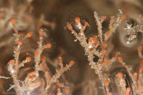 Eudendrium! Een wonderbaarlijke kolonie van kleine zeediertjes die samenwerken om te overleven in de oceaan.