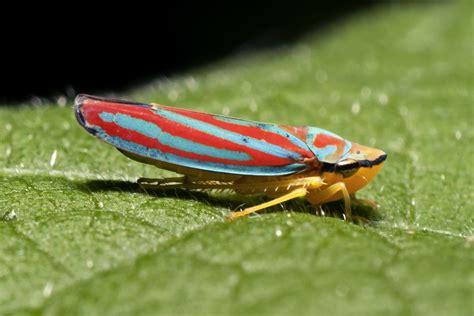  Quince-Colored Leafhopper: Een Vrolijke Sprenkelkleur op de Groene Tafelcloth van het Leven!