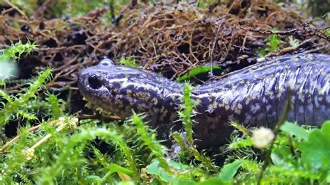  Xaxim Salamander: A Tiny Amphibian That Makes You Want to Sing!