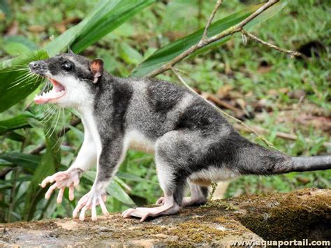 Yapok! Een half-aquatische knaagdier met een onverwachte talent voor duiken en zwemmen