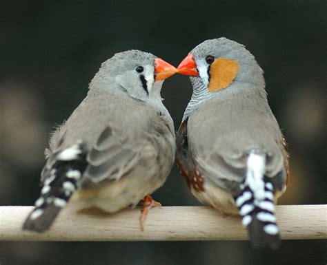  Zebra Finch: Een zingende vriend met verenkleed van zwart en wit!